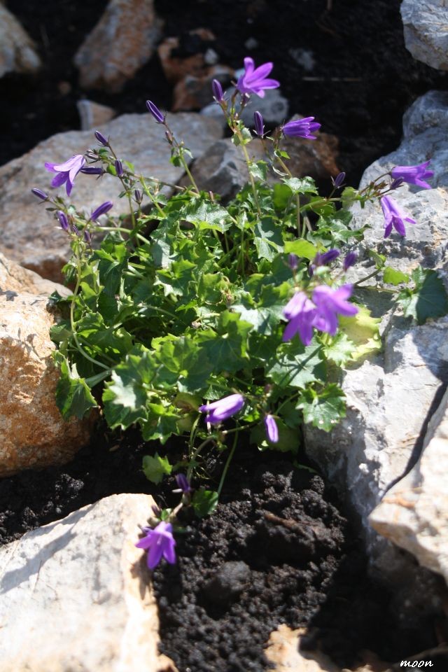 campanula
